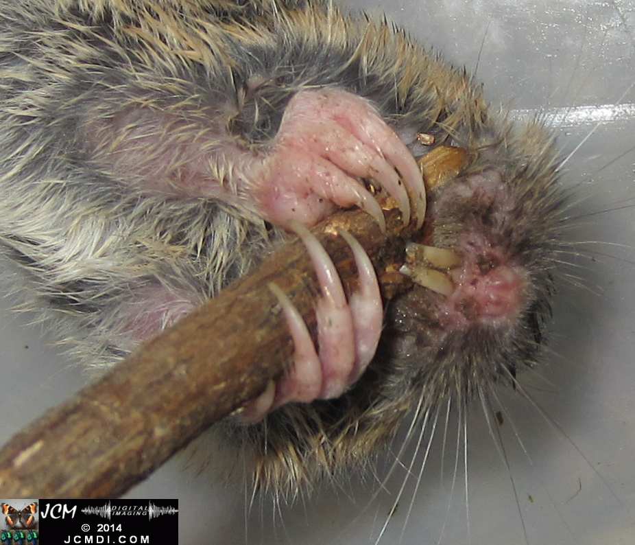 Pocket Gopher Catch and Release close-up